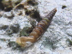 Image of Brachypodella speluncae (Morelet 1852)