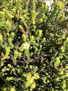 Image of Diosma guthriei Glover