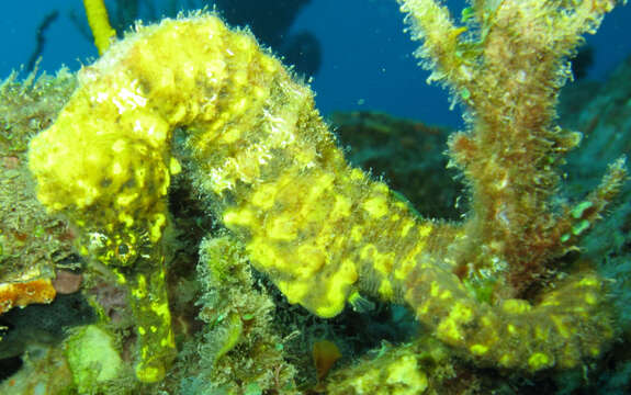 Image of Long-snout Seahorse