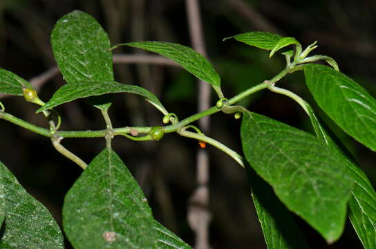 Image of Besleria solanoides Kunth