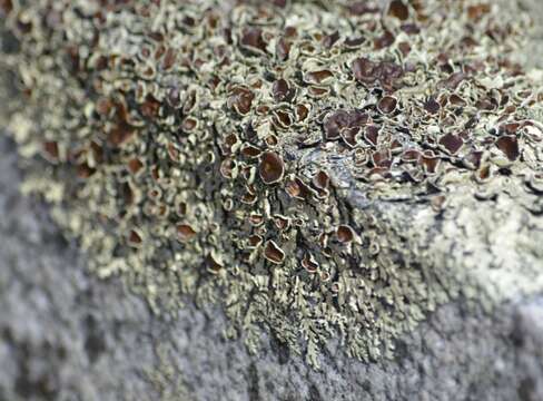 Image of xanthoparmelia lichen