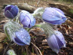 Image of Eastern Pasque Flower