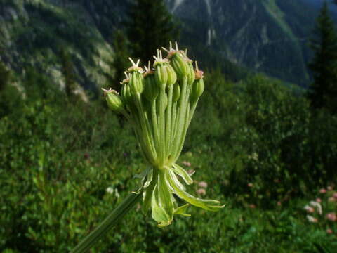 Pleurospermum resmi