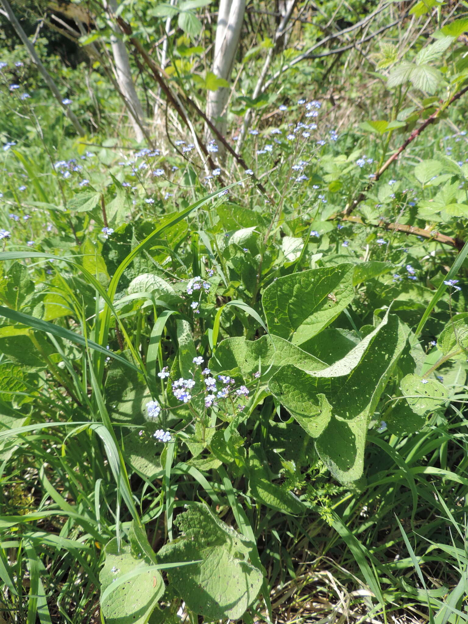 Brunnera resmi