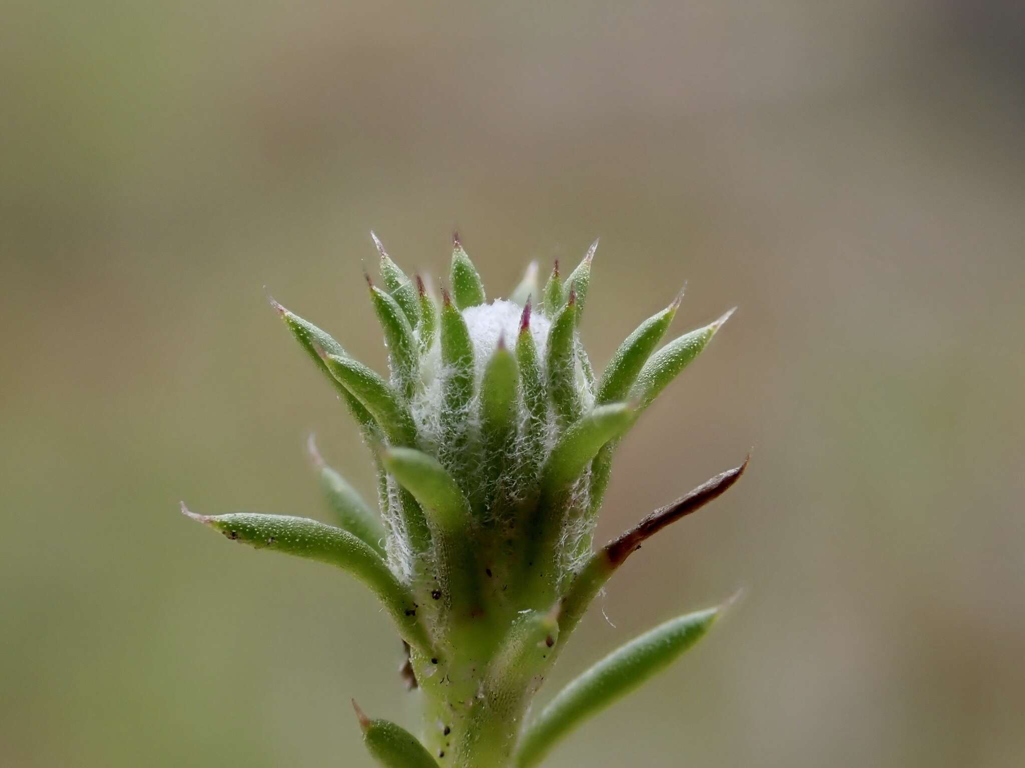 Слика од <i>Pogonolepis muelleriana</i>