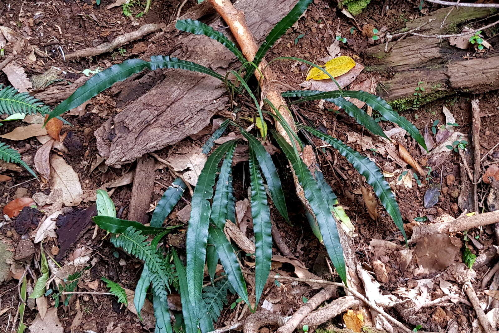 Image of Austroblechnum patersonii (R. Br.) Gasper & V. A. O. Dittrich