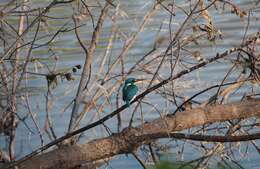 صورة Alcedo coerulescens Vieillot 1818