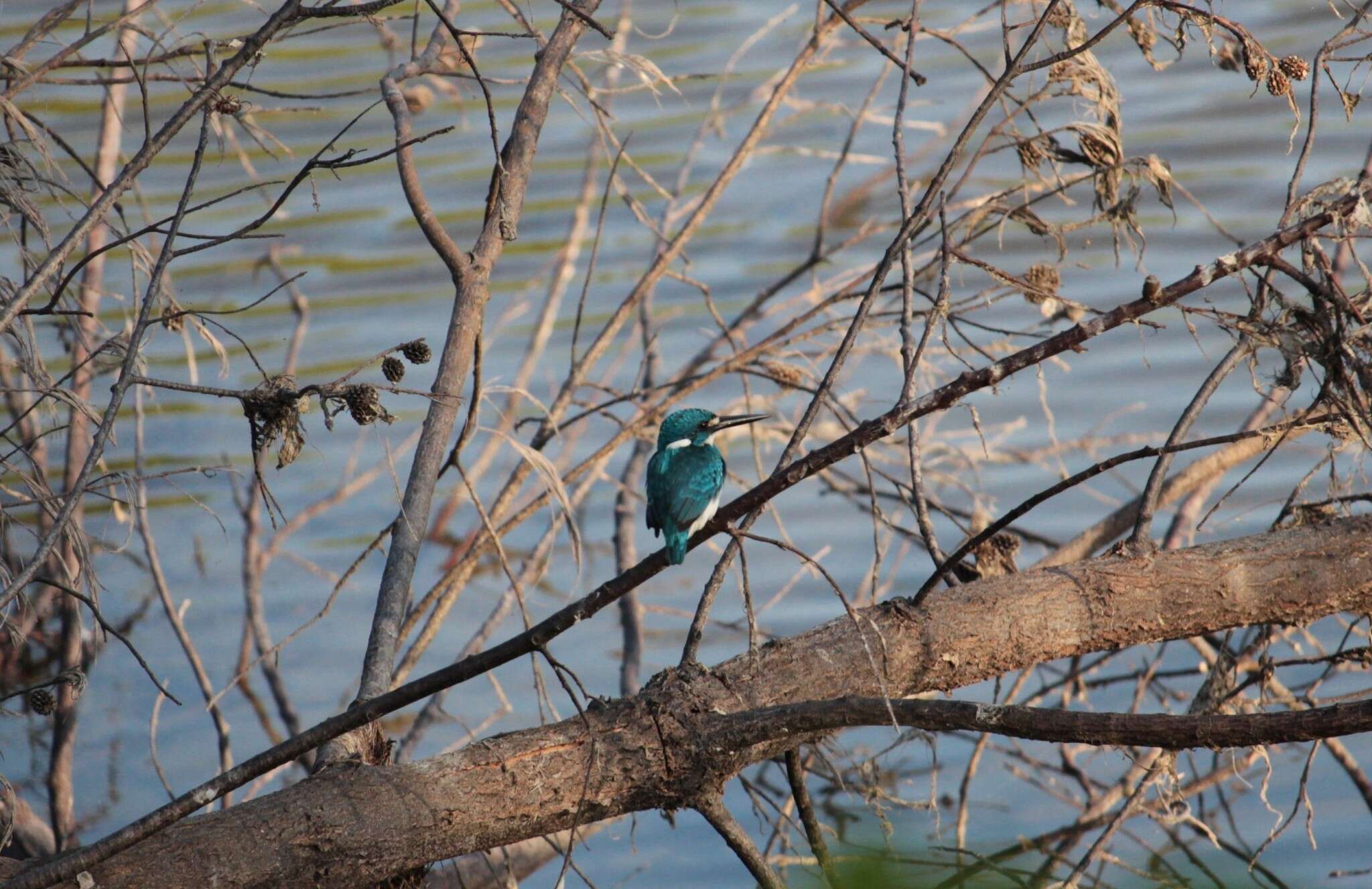 Image of Cerulean Kingfisher