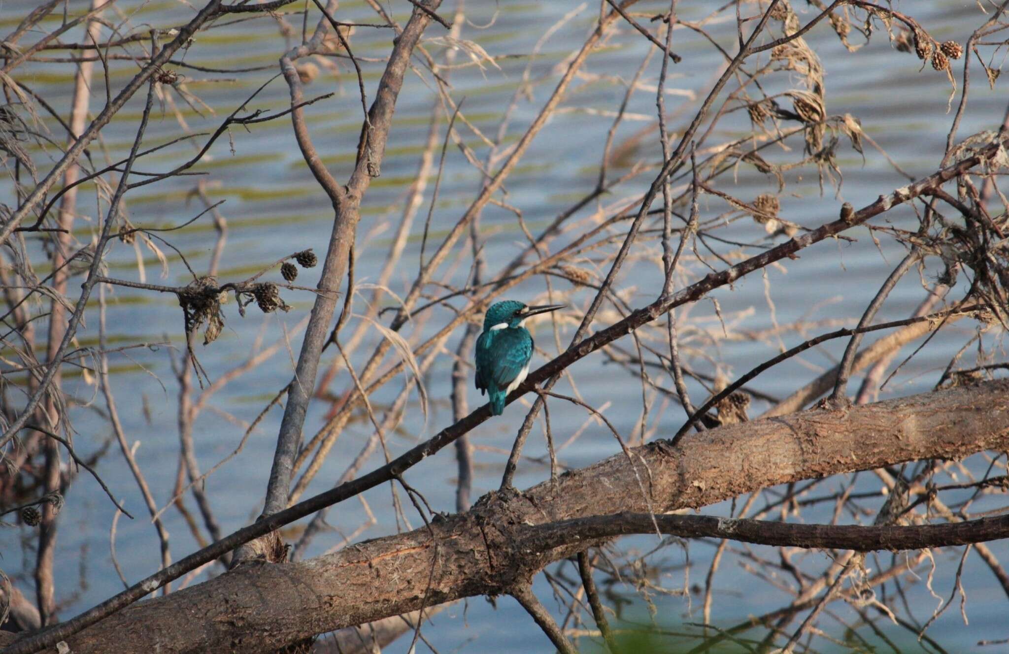 صورة Alcedo coerulescens Vieillot 1818