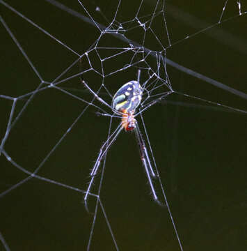 Image of Leucauge argyra (Walckenaer 1841)