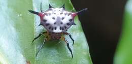 Image of Gasteracantha sanguinea Dahl 1914