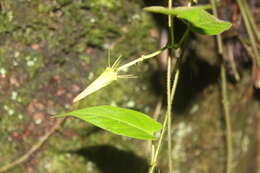 Image of Gonolobus versicolor R. E. Woodson