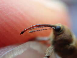 Image of Acorn weevil