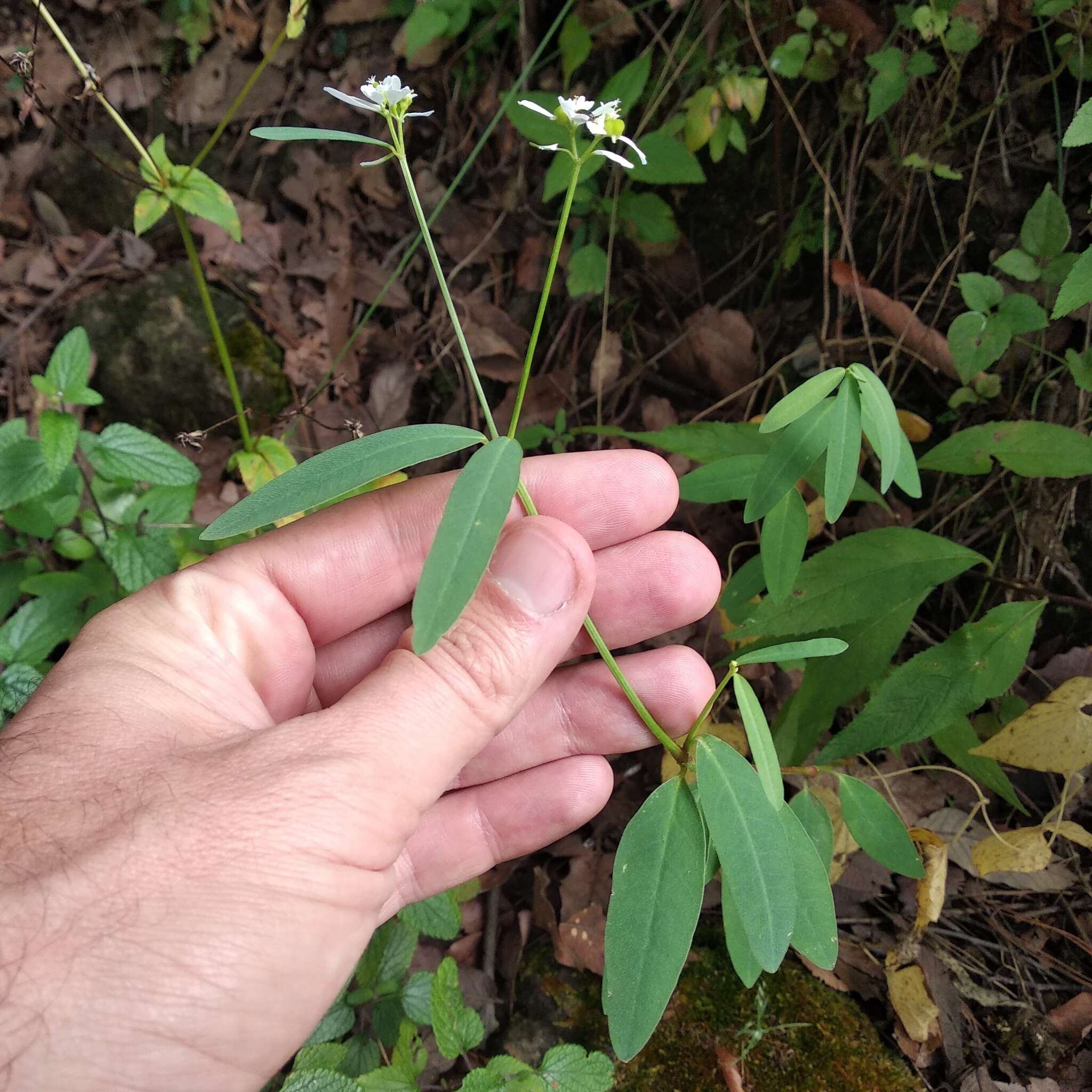 Image of Euphorbia ariensis Kunth