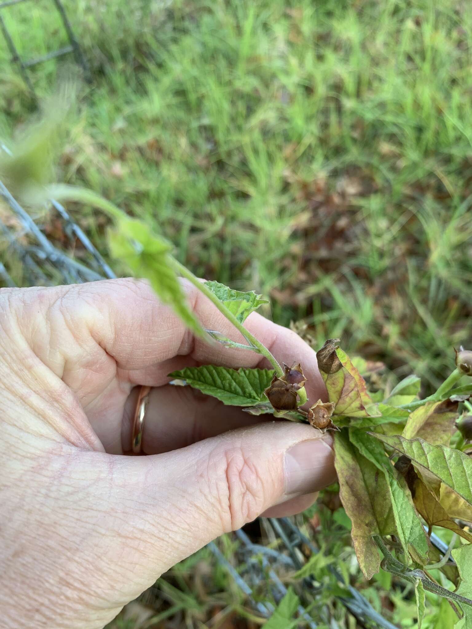 Image of Convolvulus farinosus L.