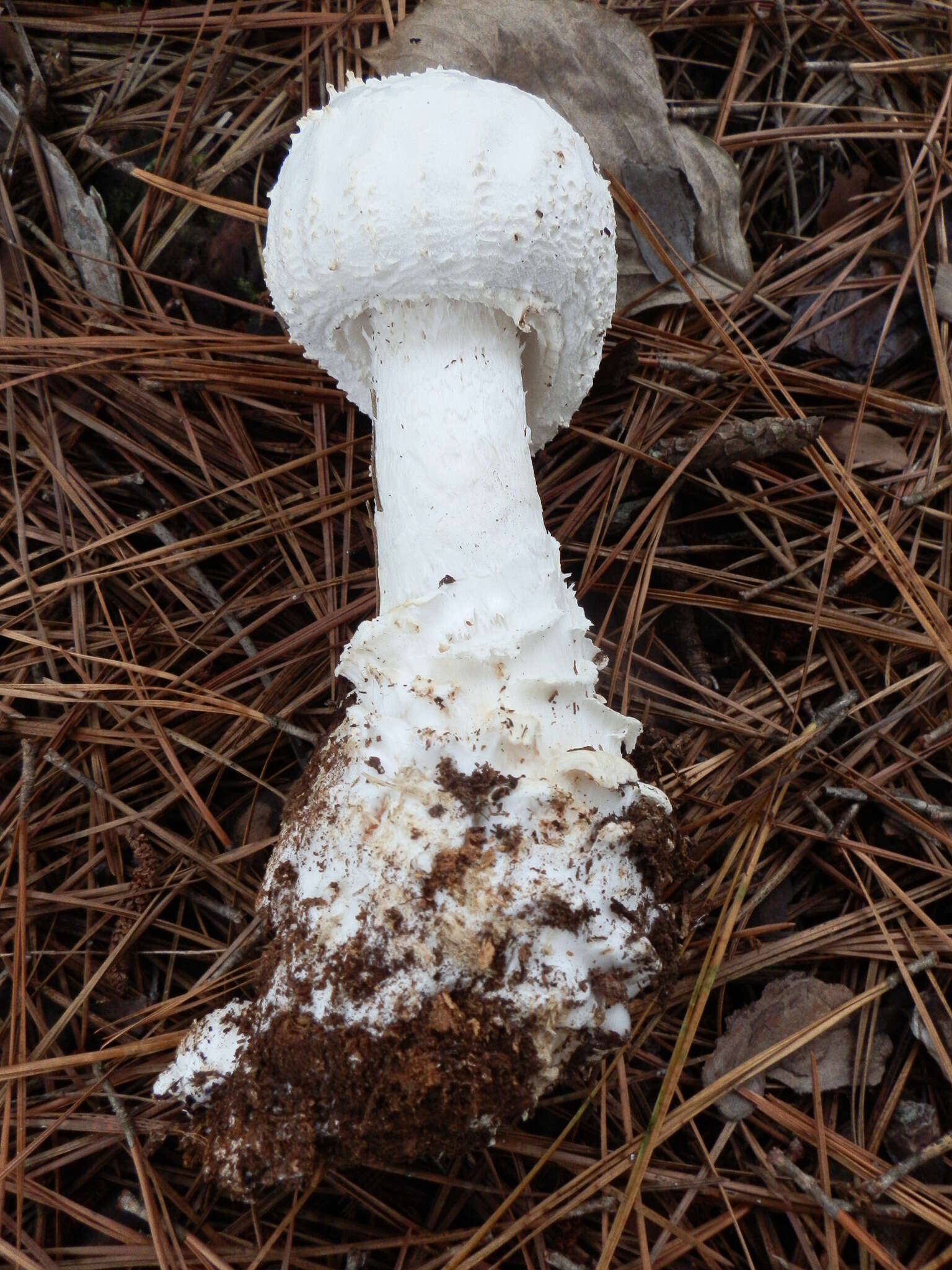 Image of Coker's amanita