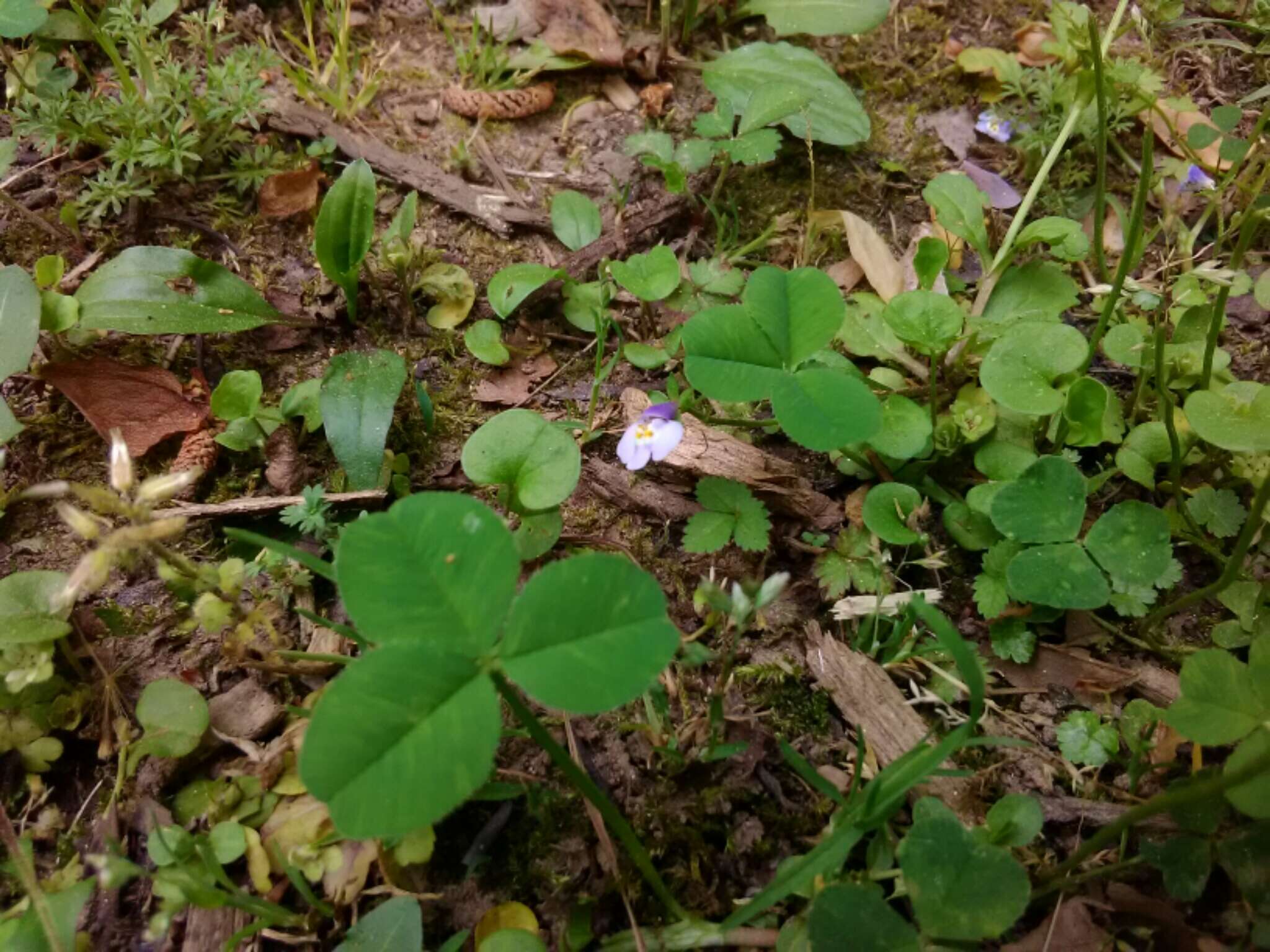 Image of Japanese mazus