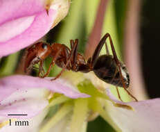 Imagem de Formica obtusopilosa Emery 1893