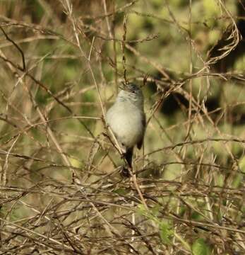 Image of Coastal California gnatcatcher