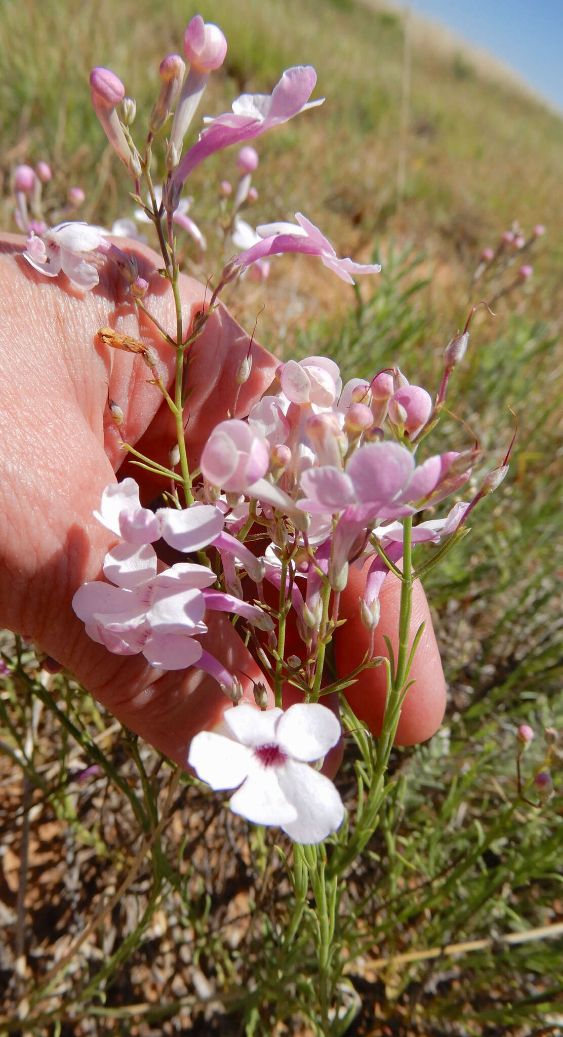 Image of gilia beardtongue