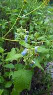 Image of shrubby blue sage