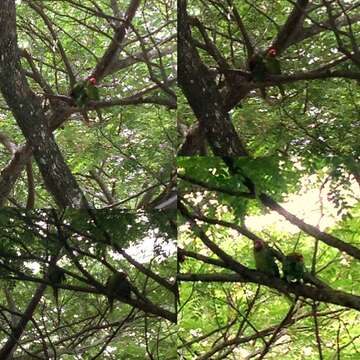 Image of Red-masked Conure