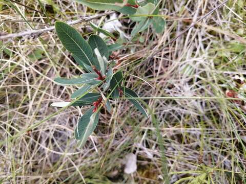 Image of bog willow