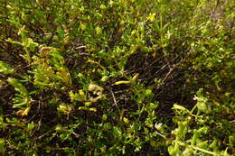 Image of Roepera aurantiaca subsp. aurantiaca