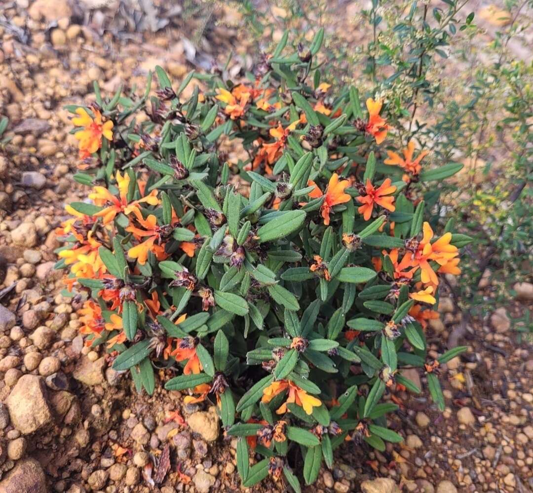 Plancia ëd Hibbertia selkii G. J. Keighery