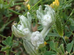 Image of Bombycilaena erecta (L.) Smolj.