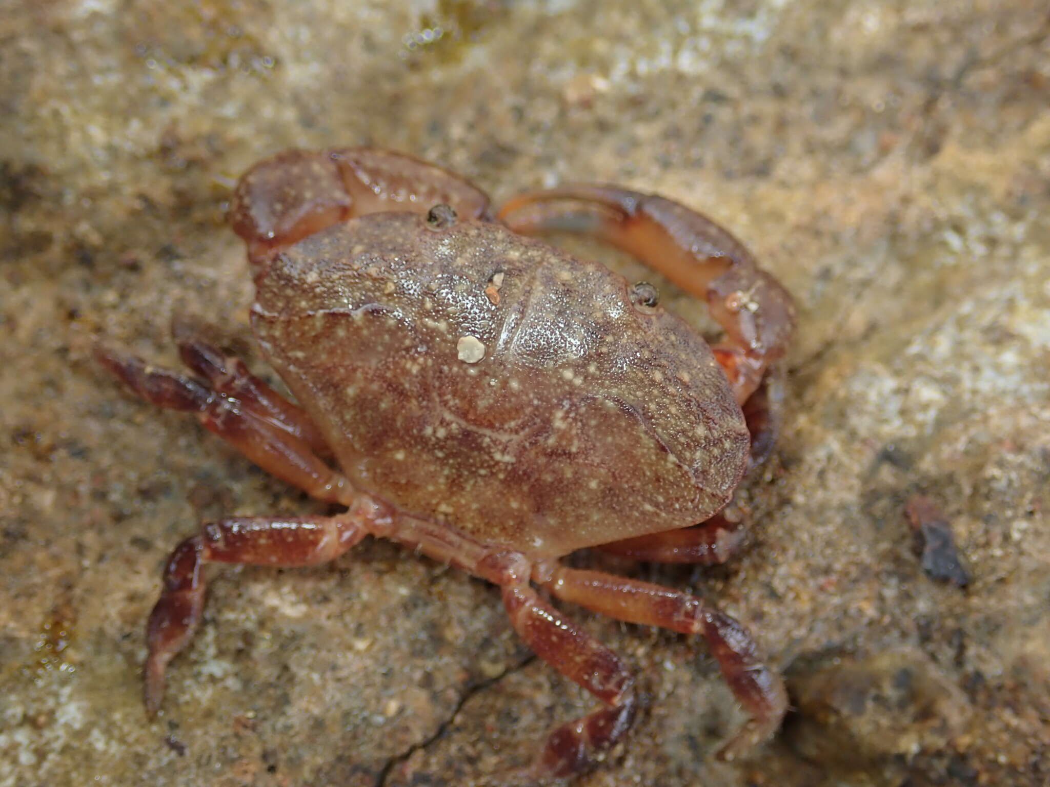 Слика од Epixanthus frontalis (H. Milne Edwards 1834)