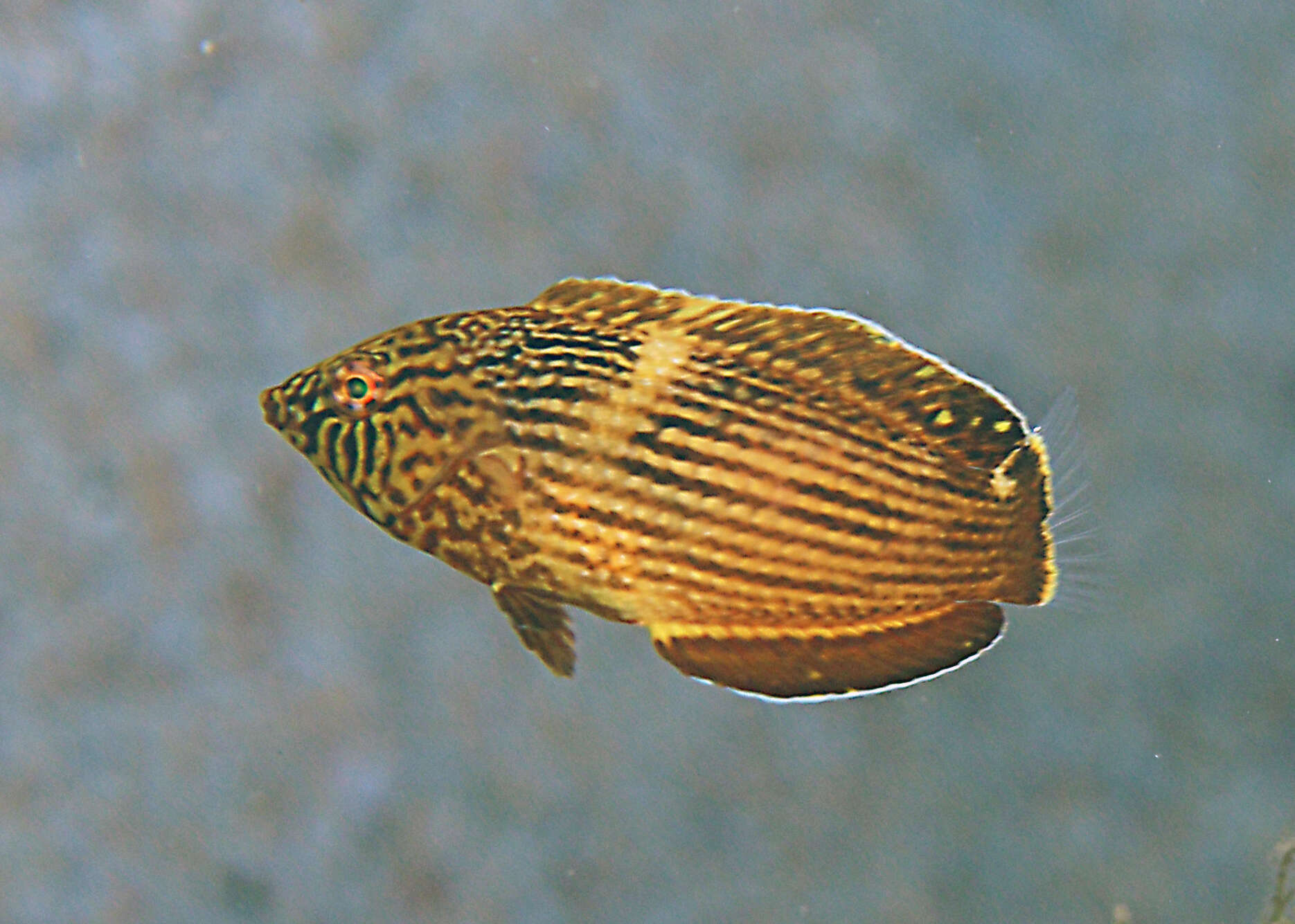 Image of Blue Spotted Wrasse