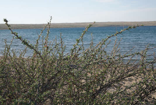 Image of Caragana spinosa (L.) DC.