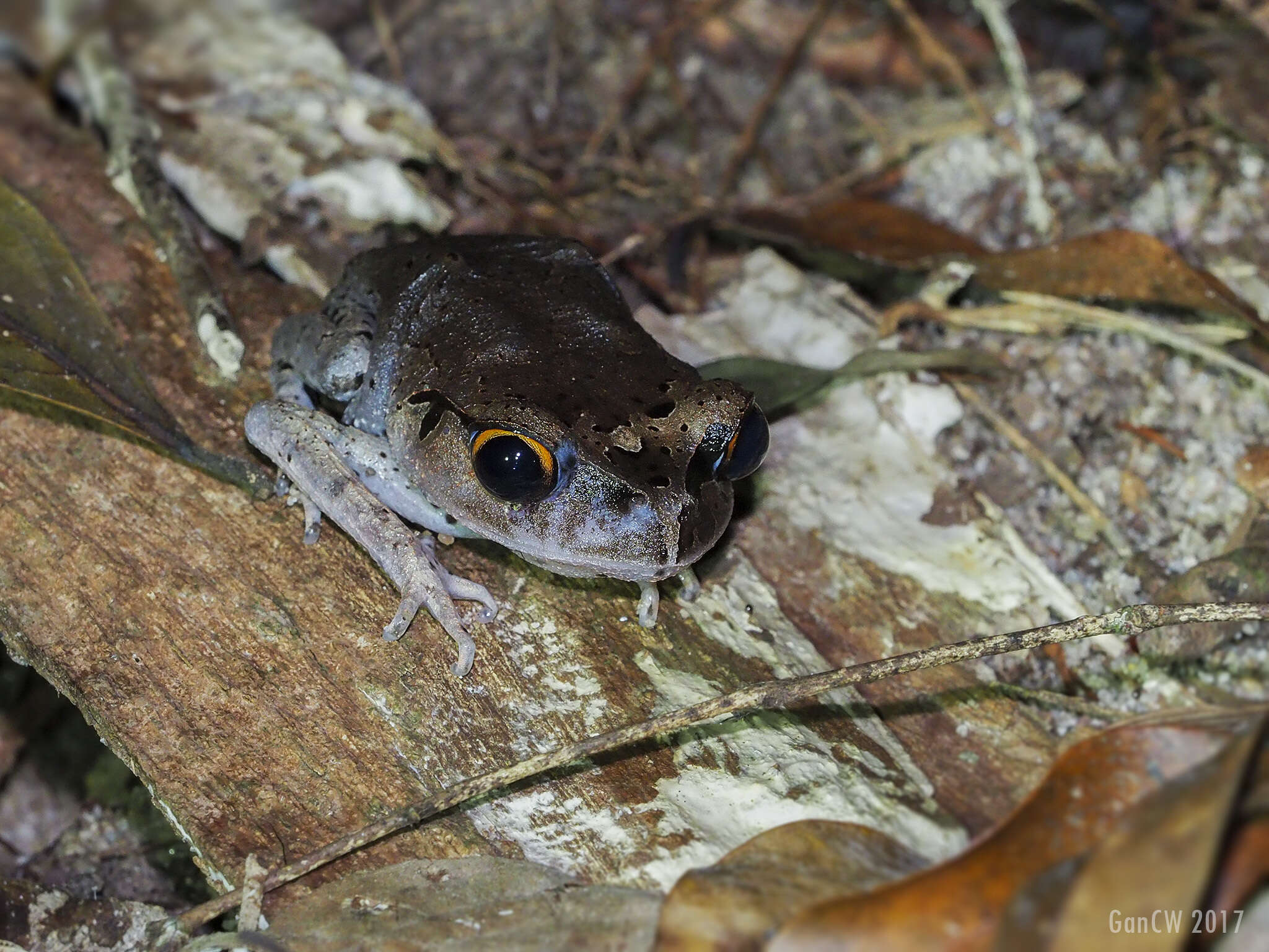 Image of Spotted Litter Frog