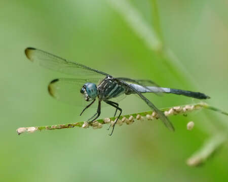 Imagem de Cannaphila insularis Kirby 1889