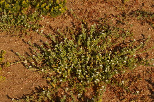 Plancia ëd Plagiobothrys collinus var. californicus (A. Gray) Higgins