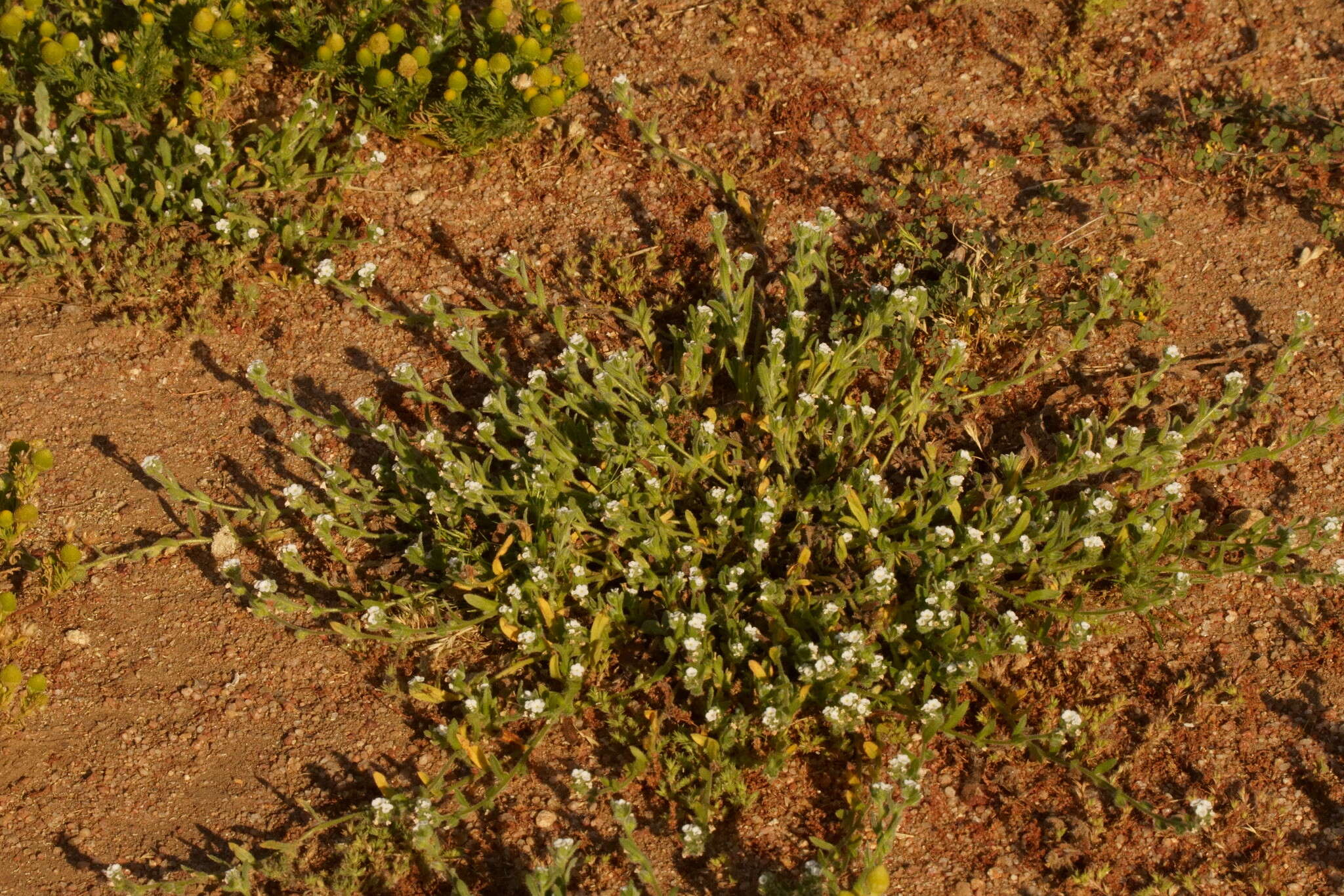 Image of Cooper's popcornflower