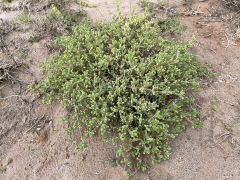 Image of Drosanthemum oculatum L. Bol.