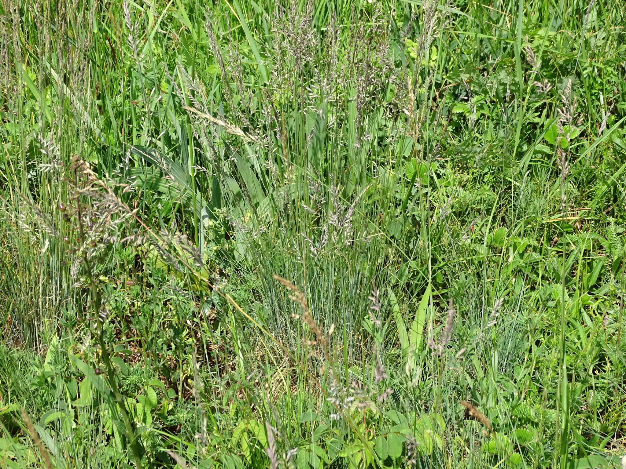 Image of Festuca rupicola Heuff.