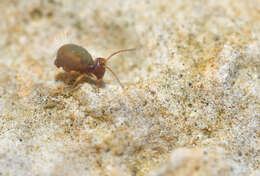 Image of Dicyrtoma fusca (Lubbock & J 1873)