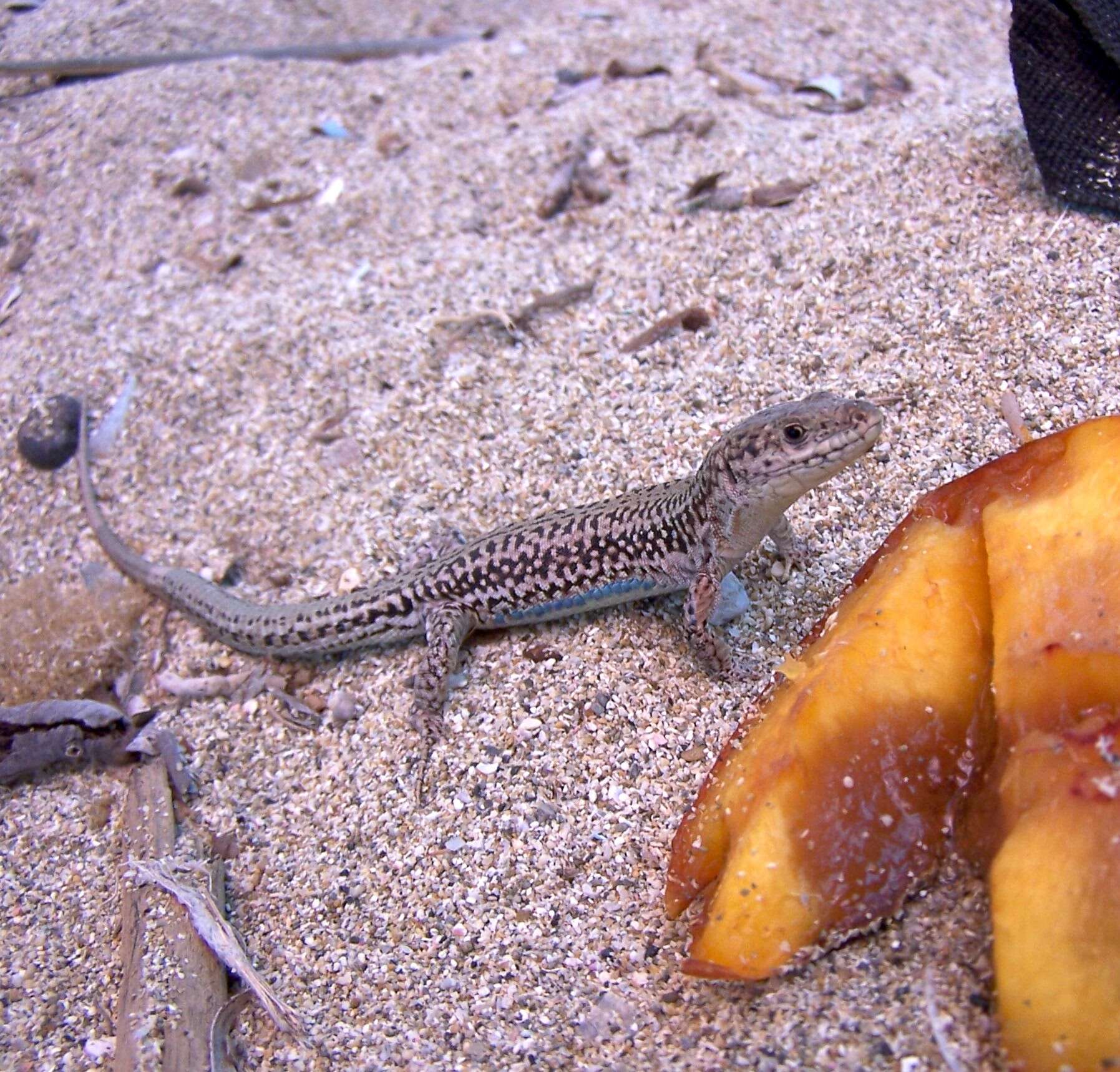 Image of Podarcis cretensis (Wettstein 1952)