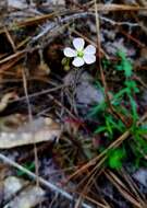 Image of dwarf sundew