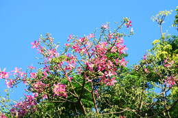 Image of Ceiba speciosa (A. St.-Hil., A. Juss. & Cambess.) P. Ravenna