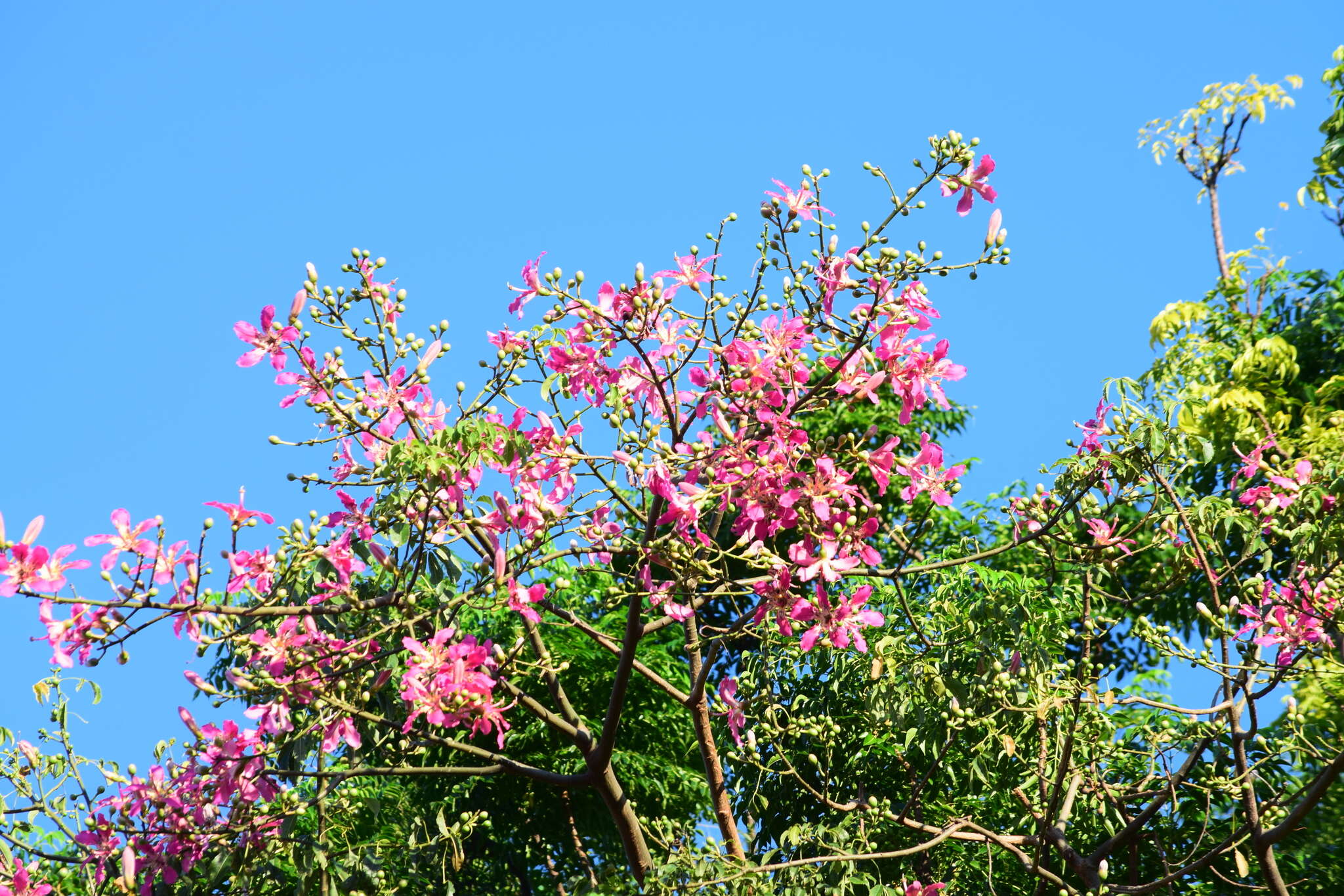 Image of Ceiba speciosa (A. St.-Hil., A. Juss. & Cambess.) P. Ravenna