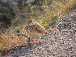 Image of Jerdon's Bush Lark