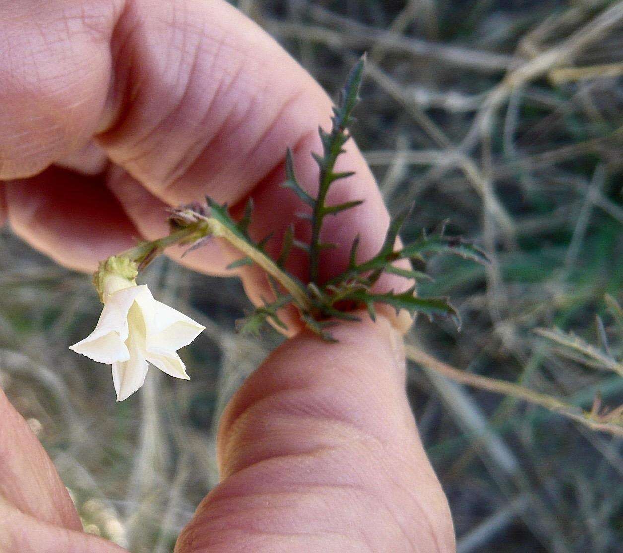 Слика од Ipomoea coptica (L.) Roth