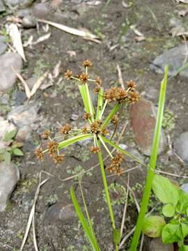 Plancia ëd Scirpus ternatanus Reinw. ex Miq.