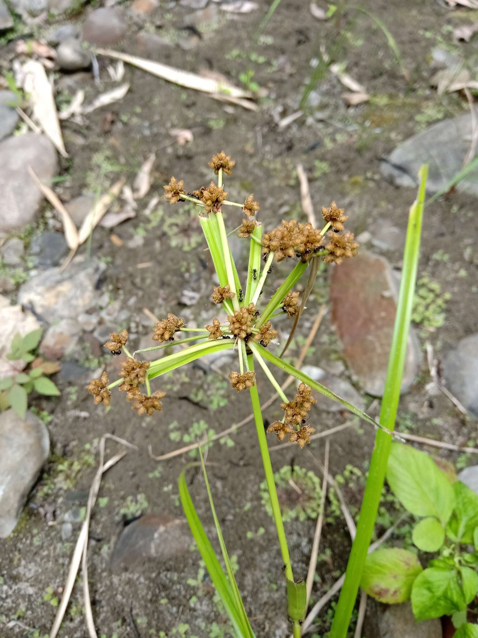 Plancia ëd Scirpus ternatanus Reinw. ex Miq.