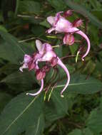 Image of Impatiens insignis DC.