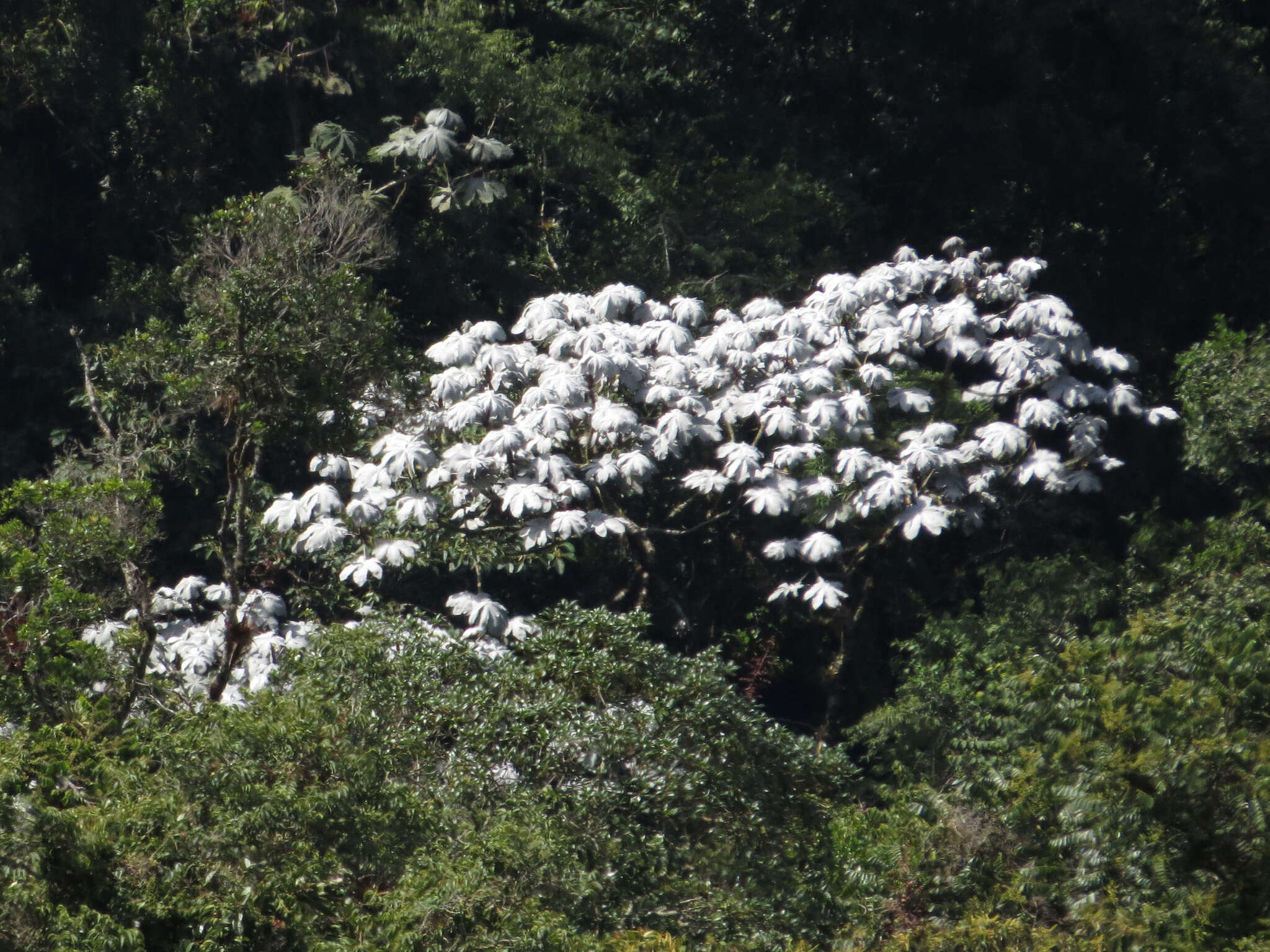 Cecropia telenitida Cuatrec.的圖片